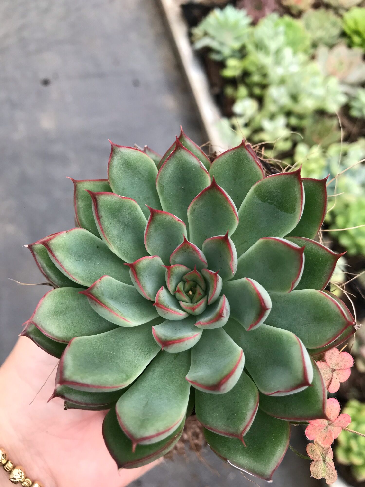 Sen đá viền hồng cute size bầu