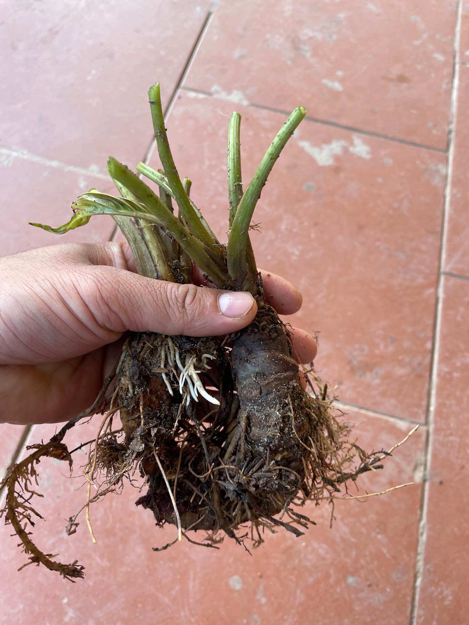 Cây râu hùm rừng tự nhiên (1 gốc giống)