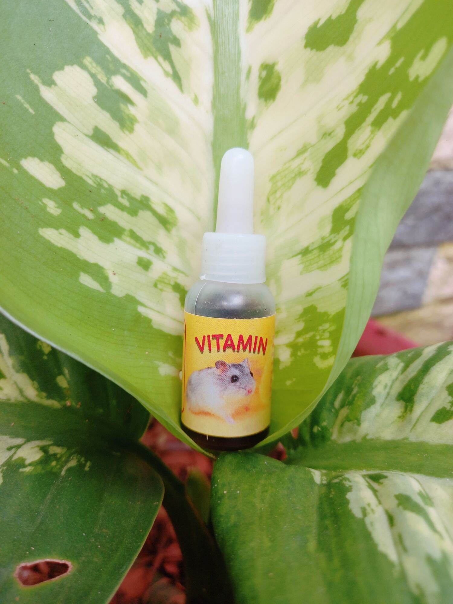 Vitamin cho hamster