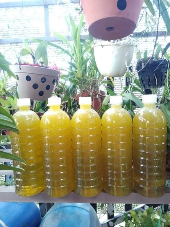 Combo 2 lít Mật ong hoa bạc hà nguyên chất (1,4kg/chai)