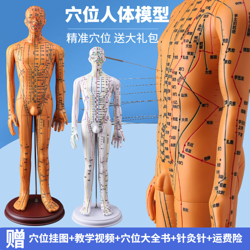 Mô hình giải phẫu nội tạng cơ thể người  Thiết Bị Y Tế Huê Lợi
