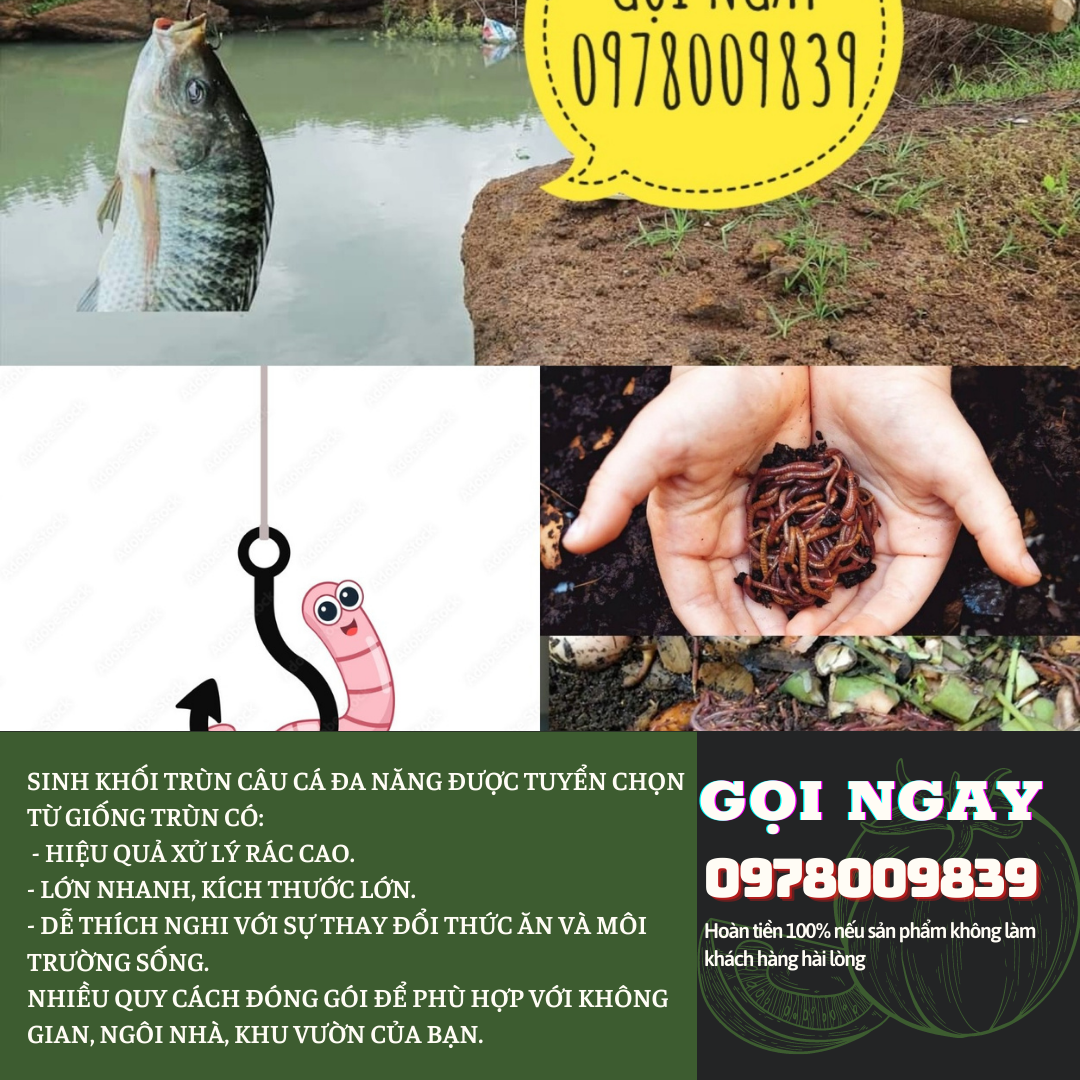 [HCM](TRÙN GIỐNG, GIUN GIỐNG) SINH KHỐI TRÙN CÂU CÁ (TRÙN GIỐNG GIUN GIỐNG)