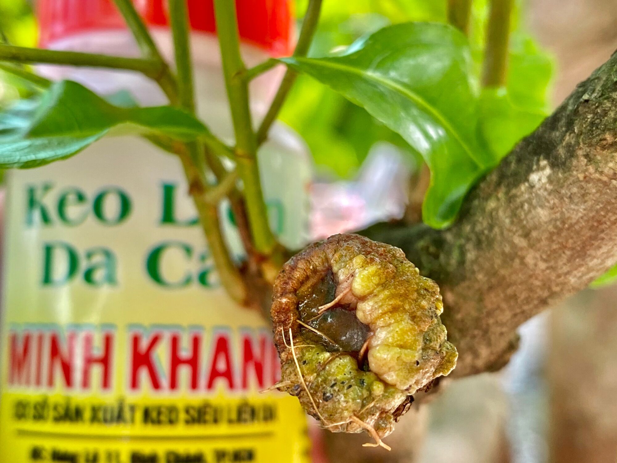 Keo Liền Da Cây Minh Khang