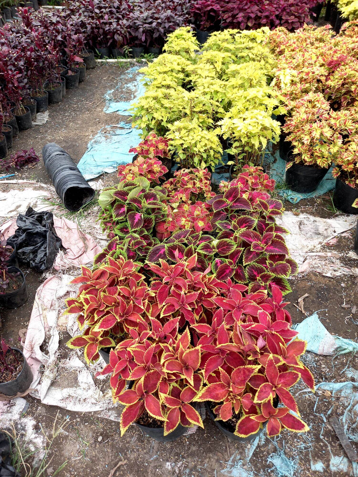 cây lá gấm đỏ