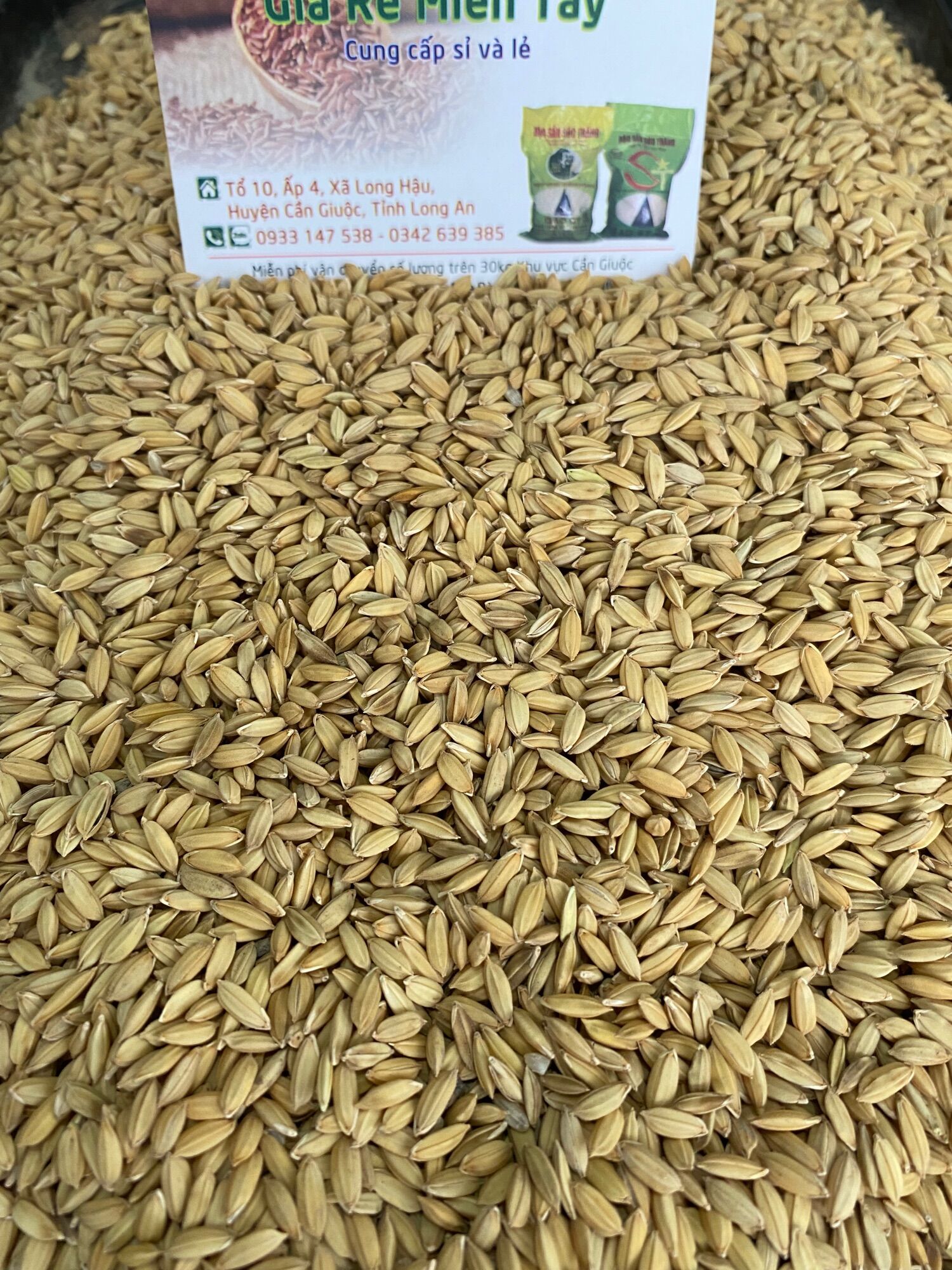 1kg lúa tròn hạt chắc