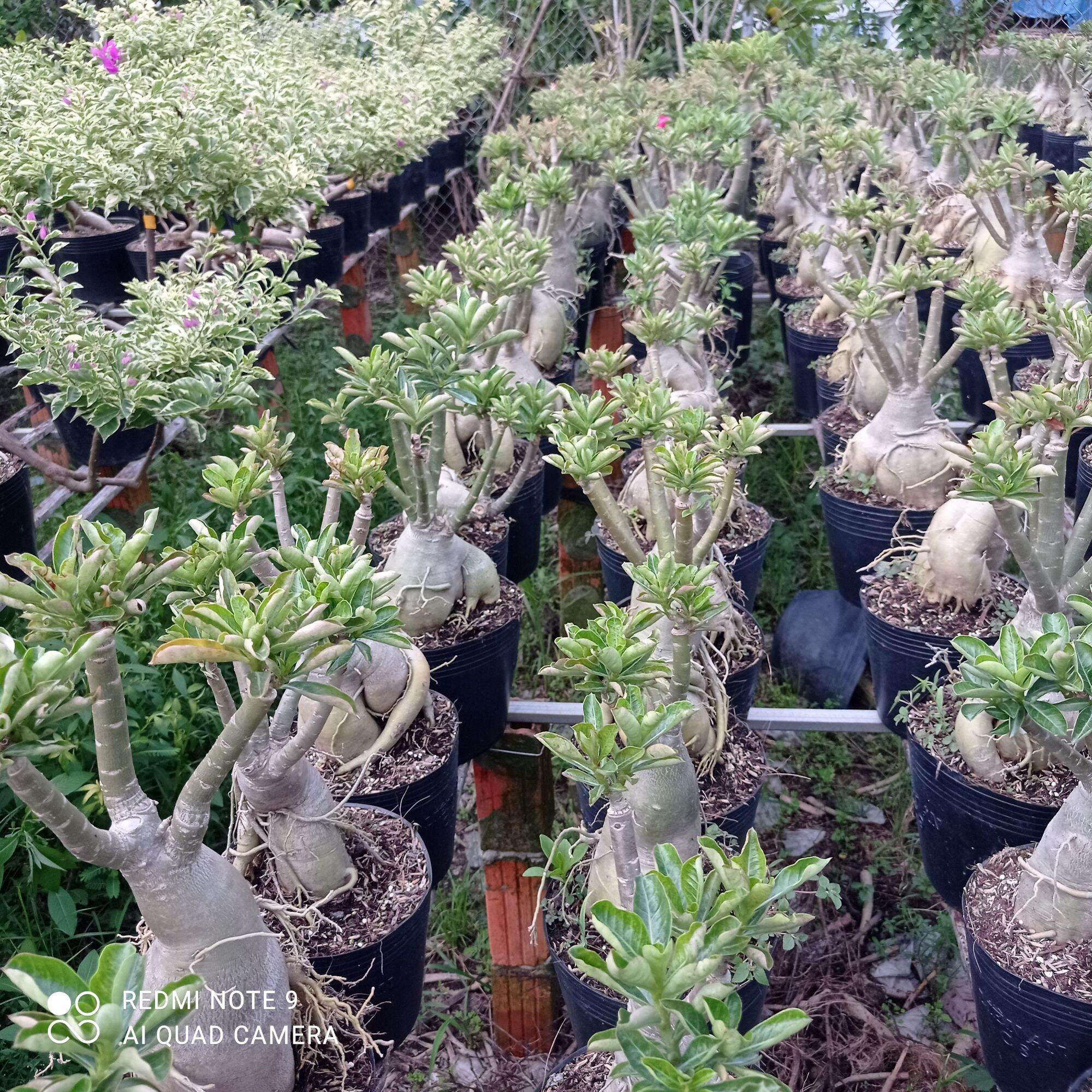 Sứ Thái Ghép Cánh Kép