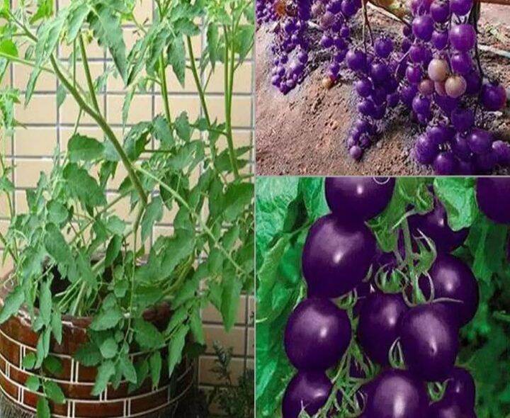 Hạt  giống cà chua tím  giống  chuẩn 10 hạt