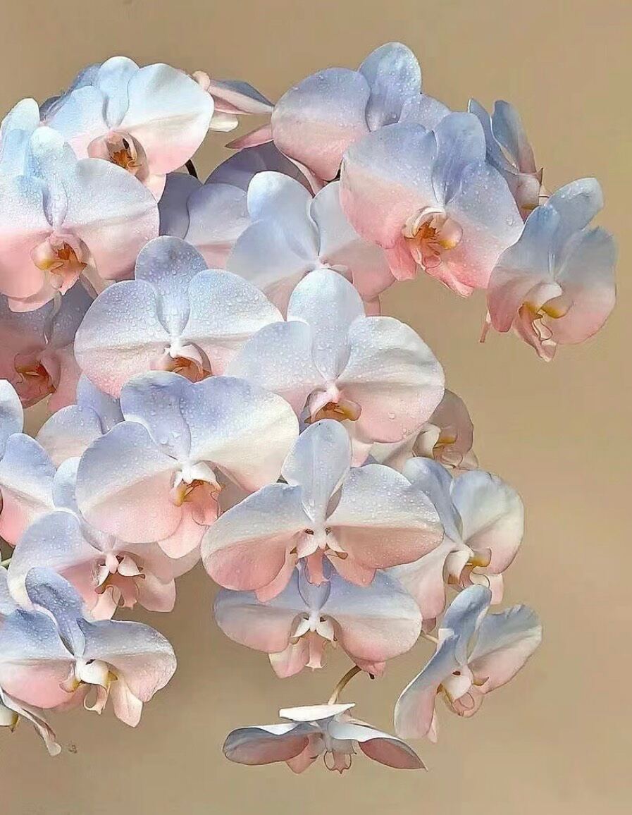 sơn xịt hoa tươi