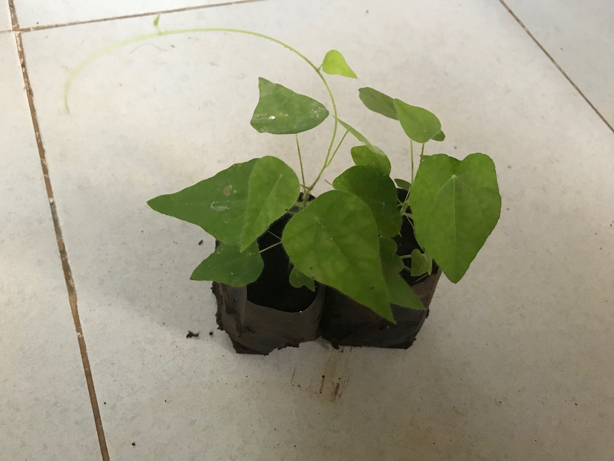 Cây giống sương sâm lông