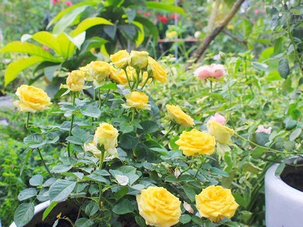 Hoa hồng bụi Tezza vàng siêu say hoa