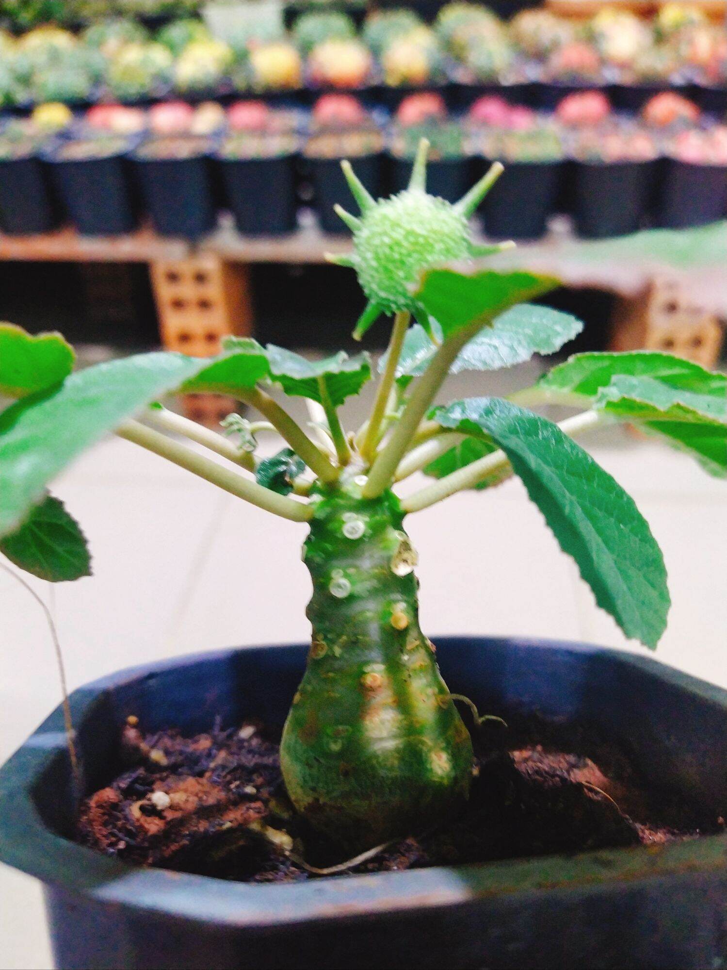 Cây Hoa Mặt Trời lá tròn gốc củ