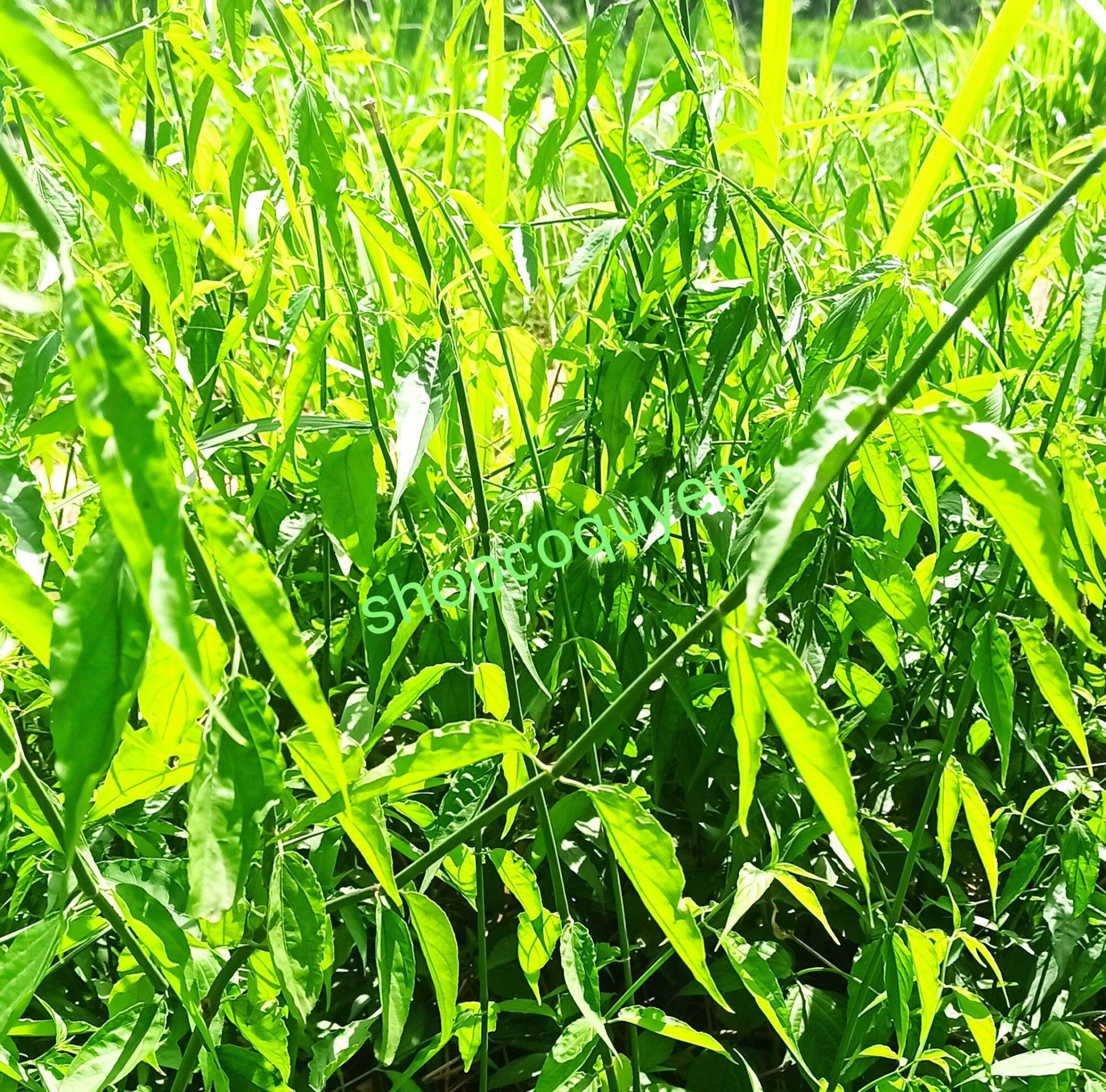 cây giống bìm bịp xương khỉ