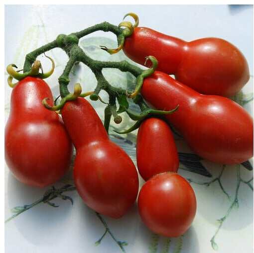 Hạt cà cherry lê vàng  40 Hạt  giống chọn lọc