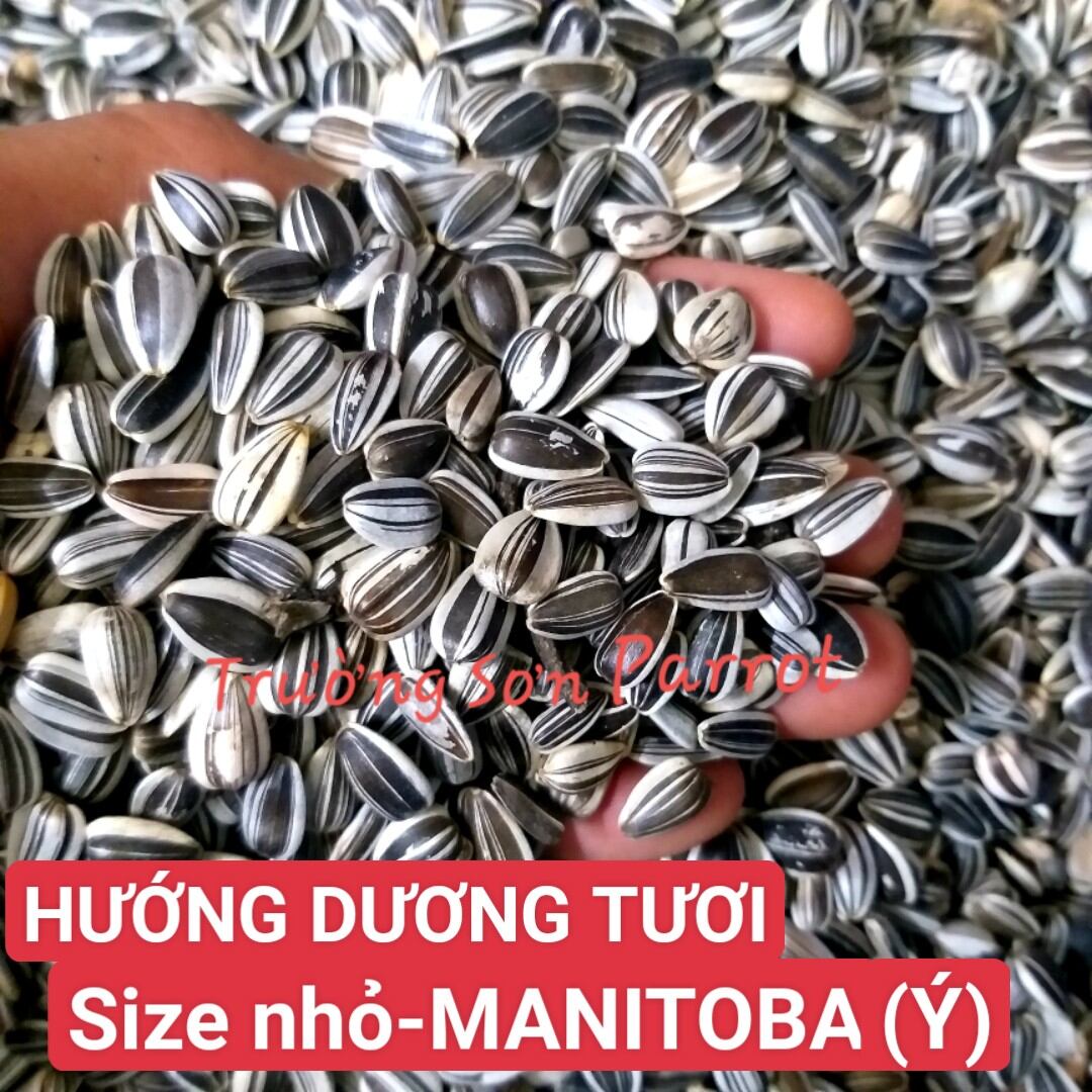 1kg hạt hướng dương tươi manitoba sọc nhỏ