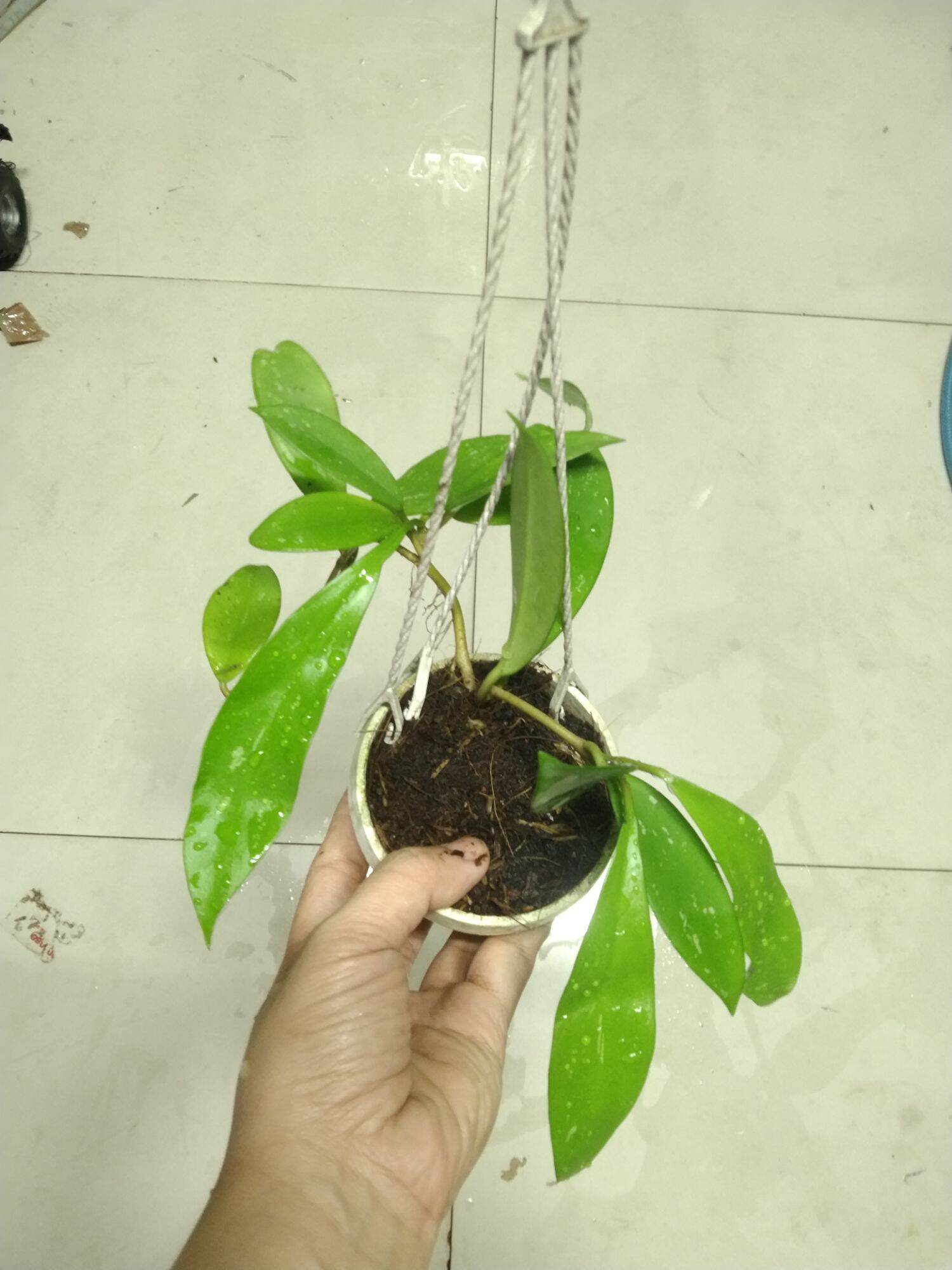 Hoa lan cẩm cù đỏ cây giống dễ trồng