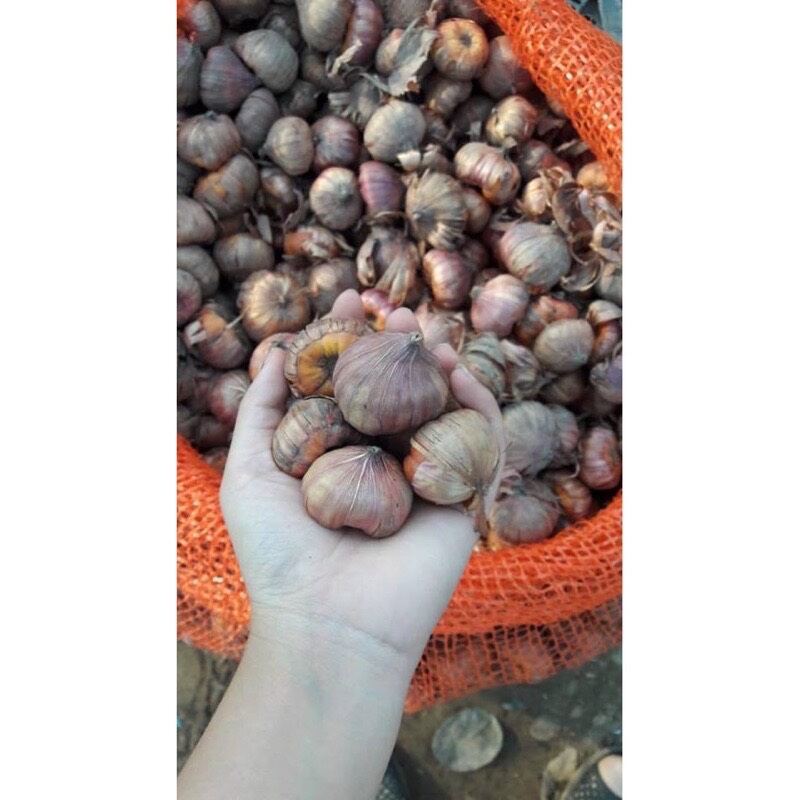 củ hoa lay ơn hoa nở tết 1 củ