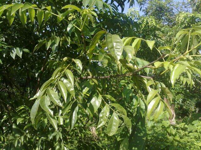 The Macadamia Seedling Is 60cm Tall.