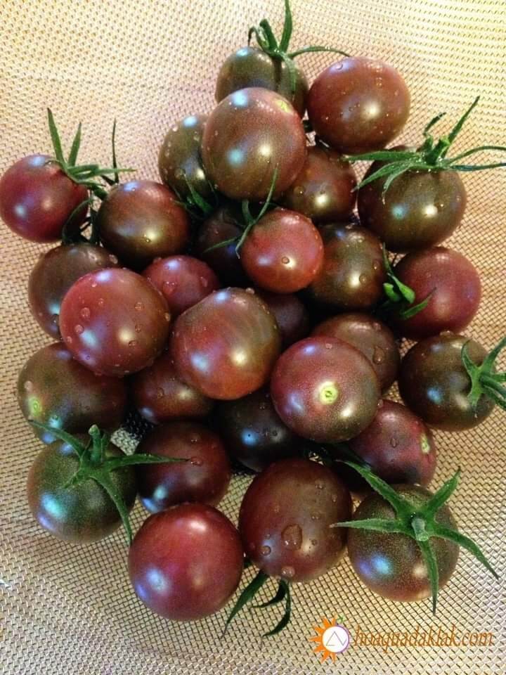 Hạt giống cà chua socola