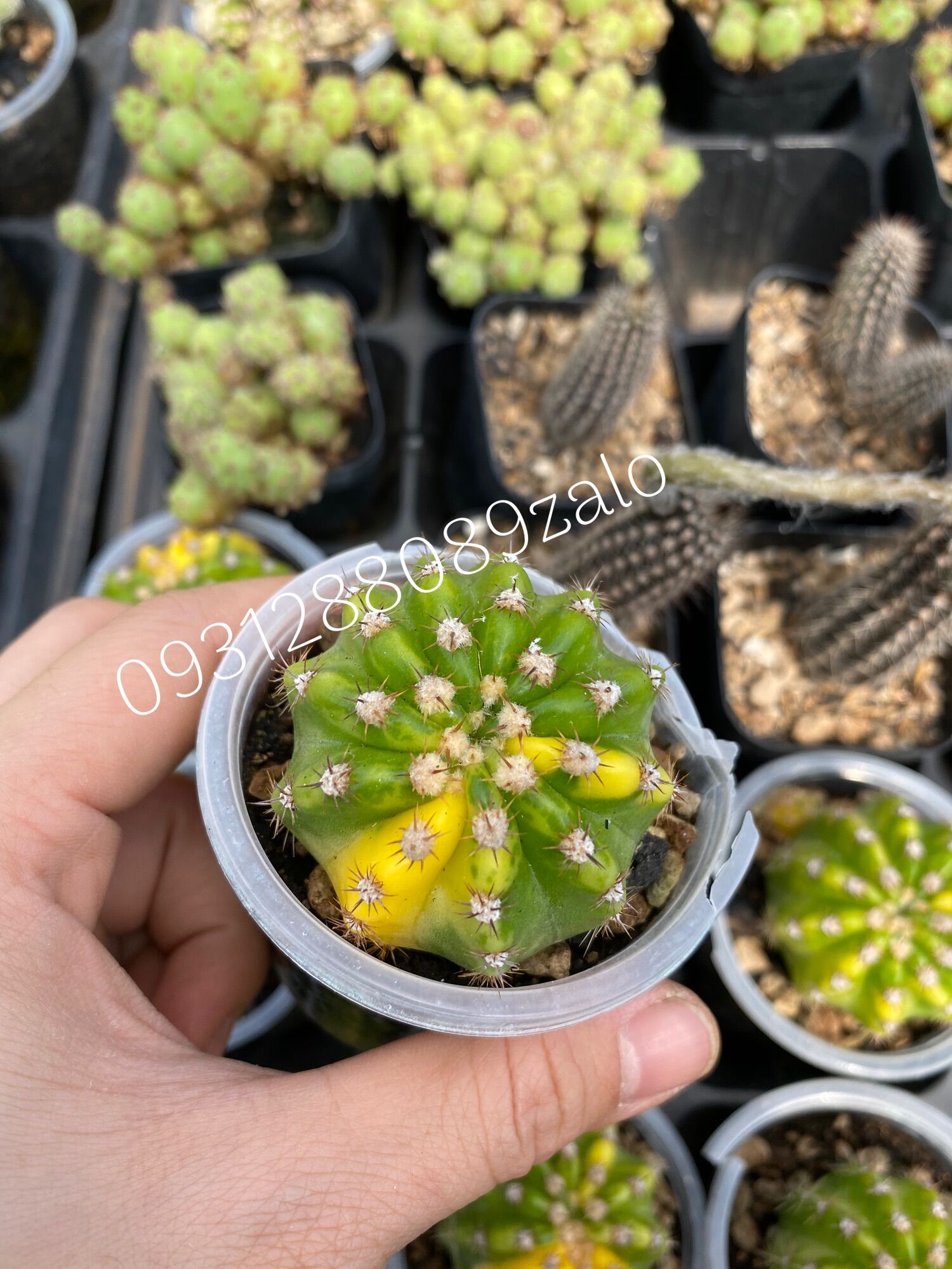 Cây xương rồng echino var