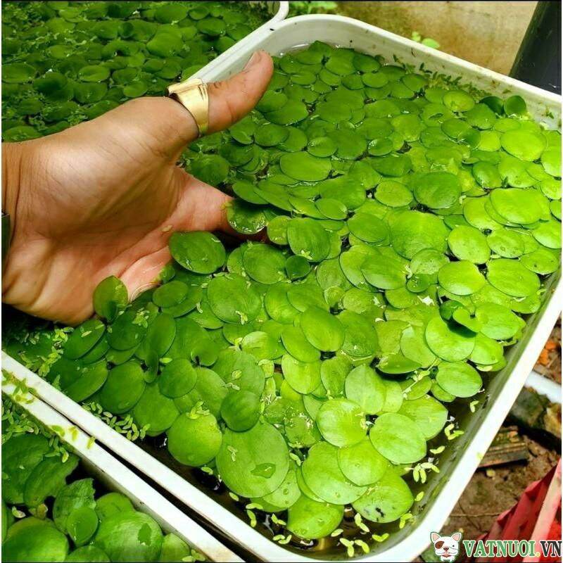 Combo 20 cây Bèo Nhật thủy sinh - Miền Bắc