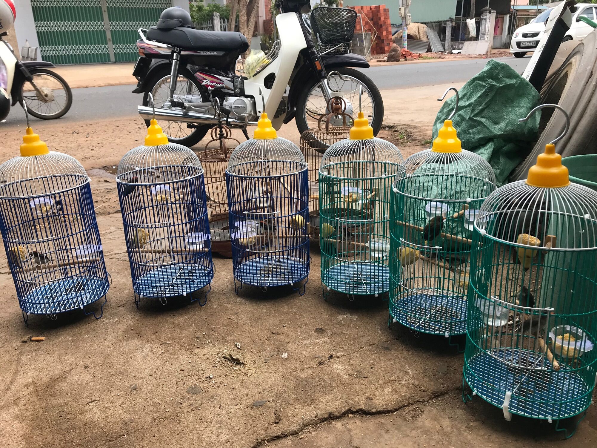 Combo 10 lồng chim hút mật, chim sâu