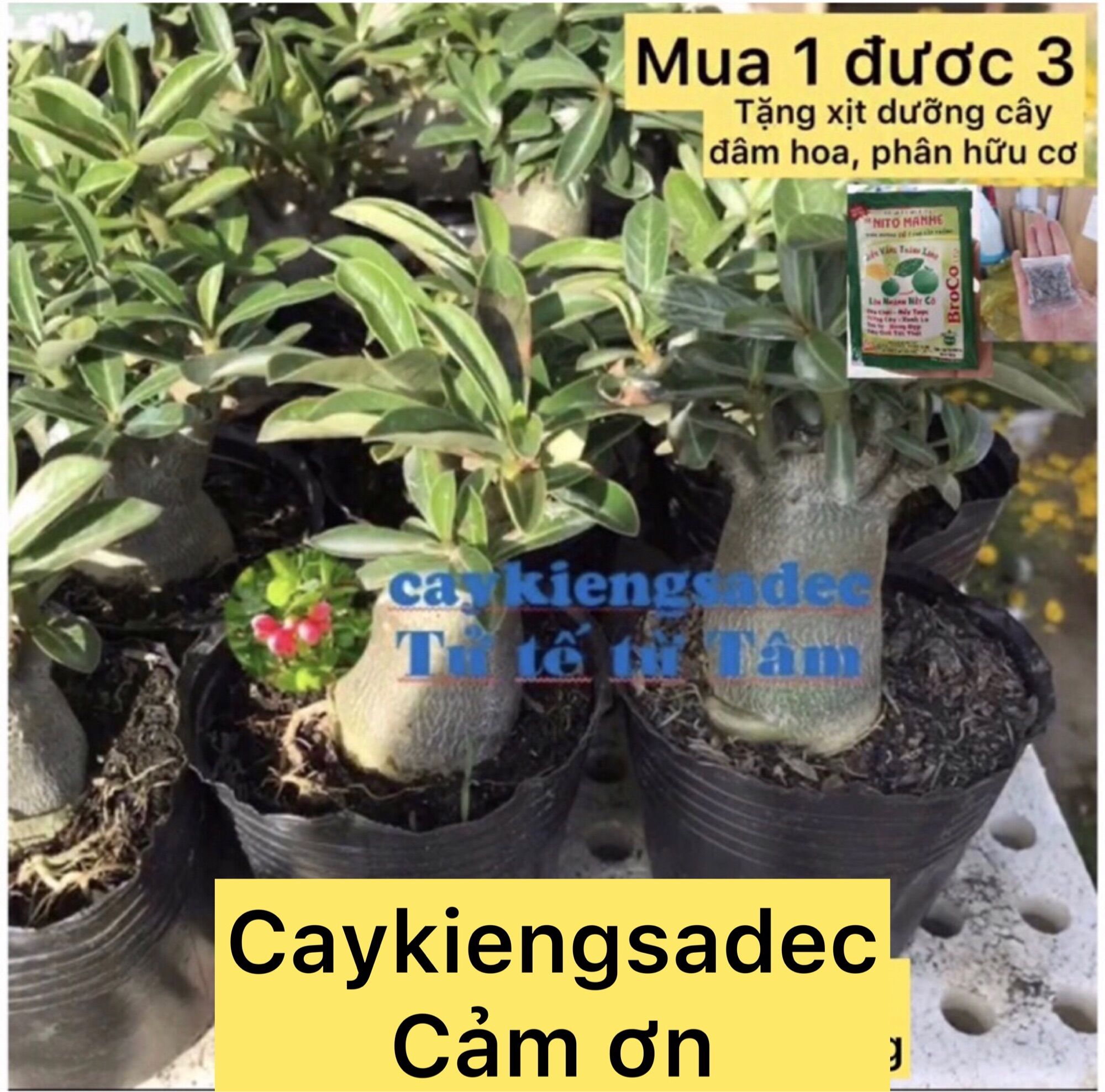 caykiengsadec - Combo 2 cây giống sứ thái - hoa kiểng lá - trang trí nội thất - cây phong thủy - cây cảnh quang ngoai trời và sân vườn