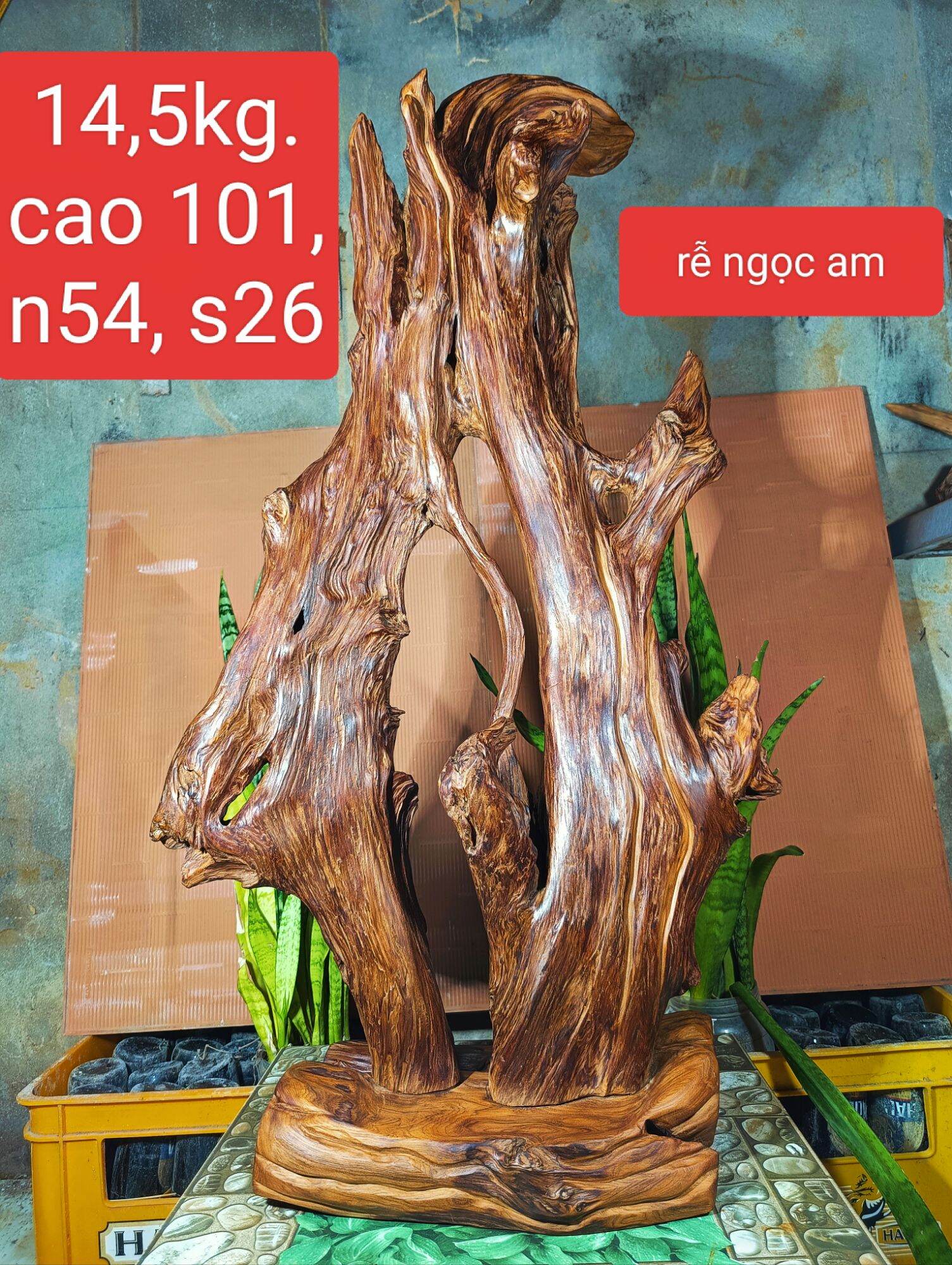 Lũa gỗ thơm ngọc am đỏ hà giang