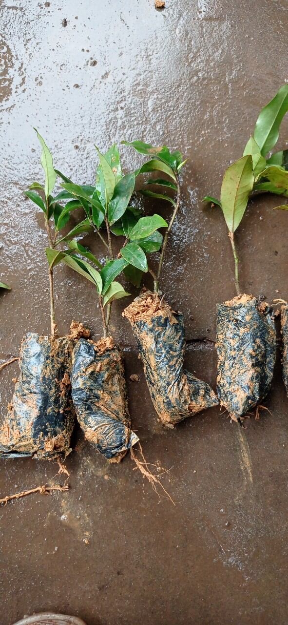cây giống lan tiêu chuẩn ảnh