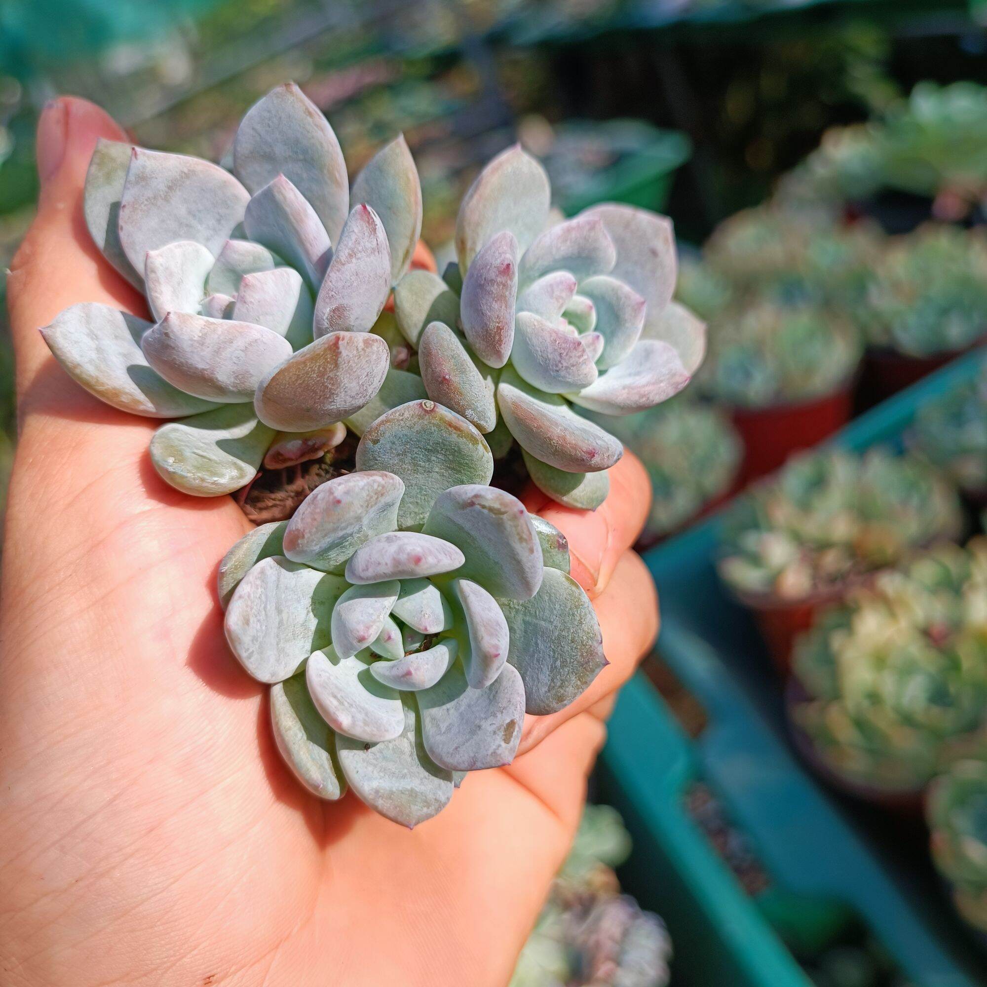 Sale++ Sen Đá Monroe Siêu Đẹp Size 3.5_4 cm.