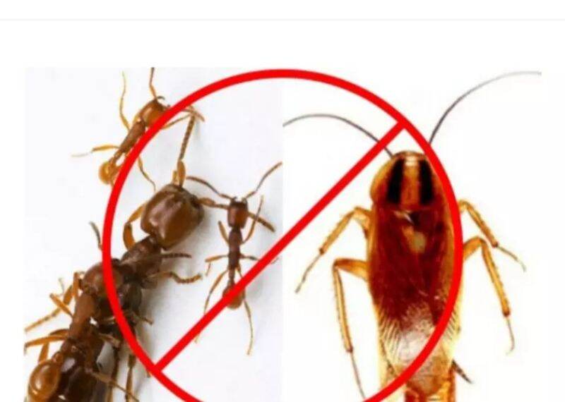 Combo 2 lọ thuốc diệt kiến và gián