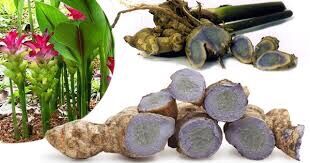 Củ nghệ đen tươi 100k/3kg