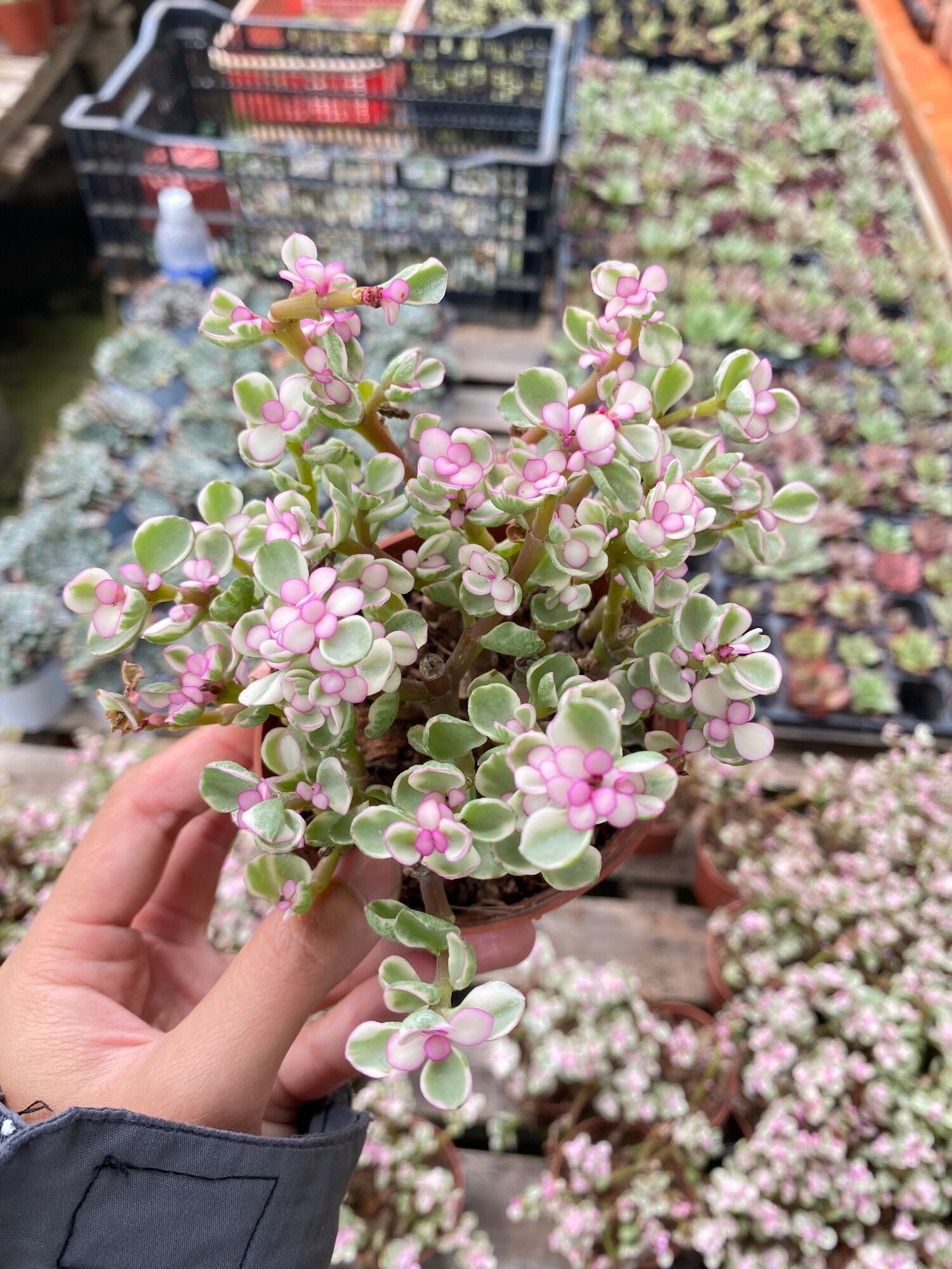 Sen đá đola hồng size chậu 8cm hư 1 đổi 1