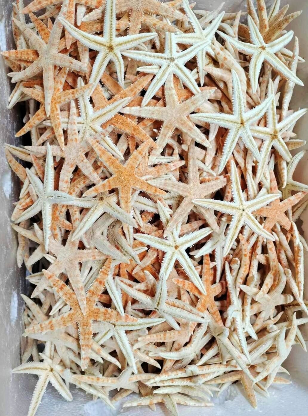 10 con sao biển y hình ngâm ruou
