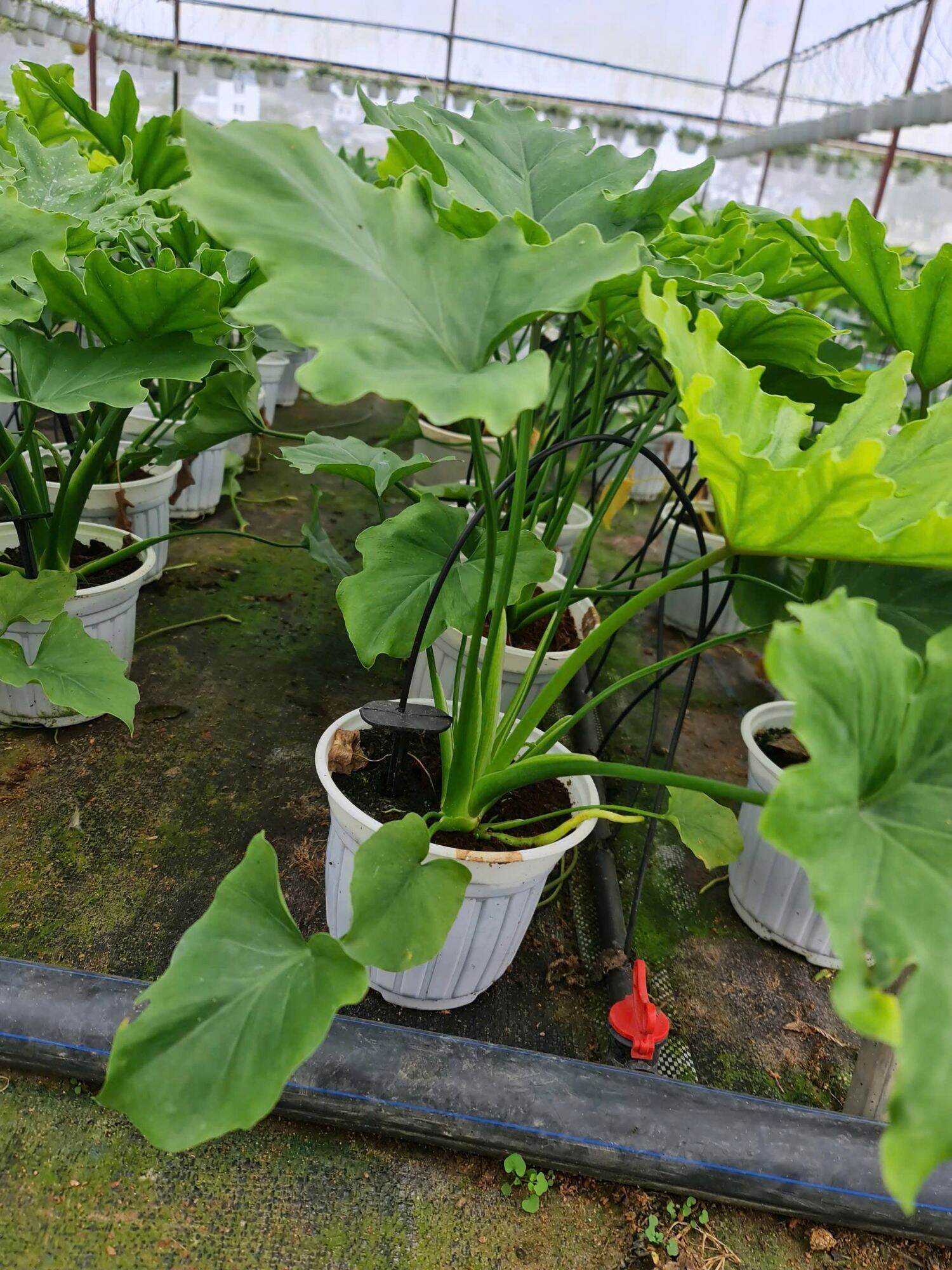 Cây trầu bà thanh xuân