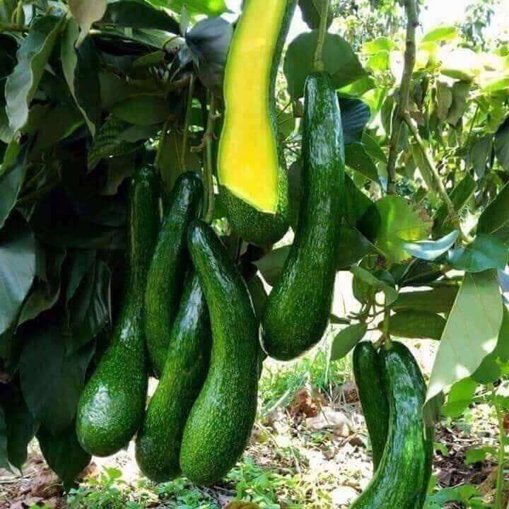 4 kg bơ 034 size 4_5 quả / kg