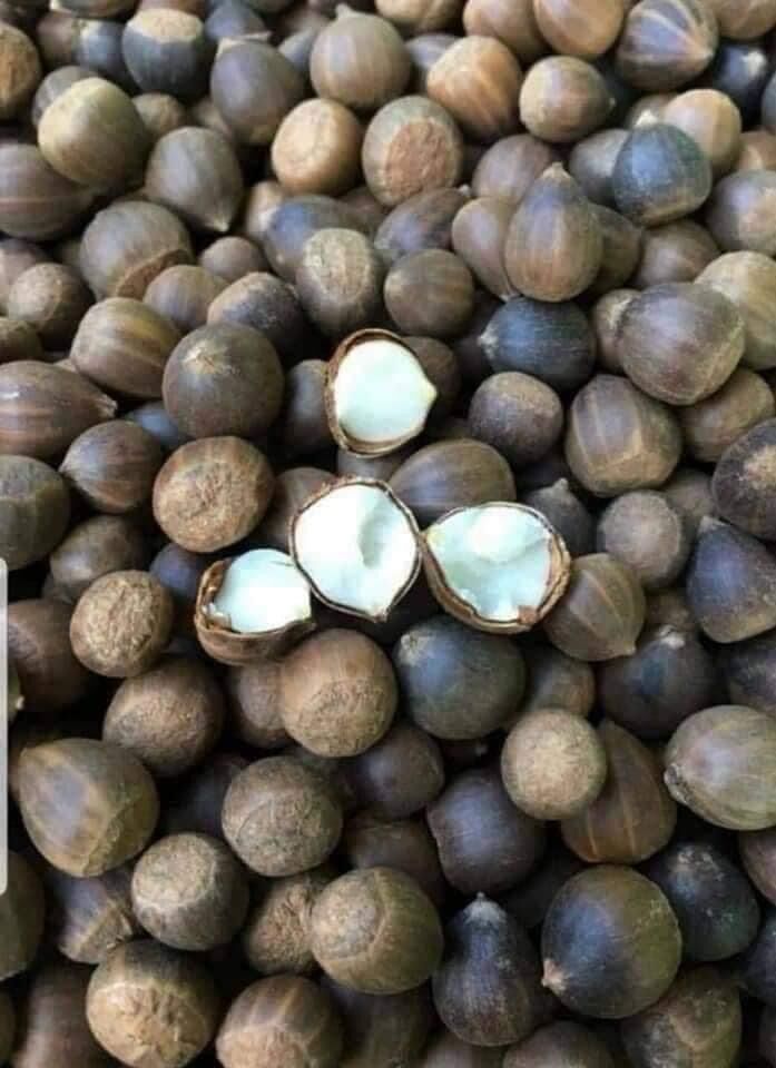 Hạt dẻ rừng ( dẻ thóc) Điện Biên