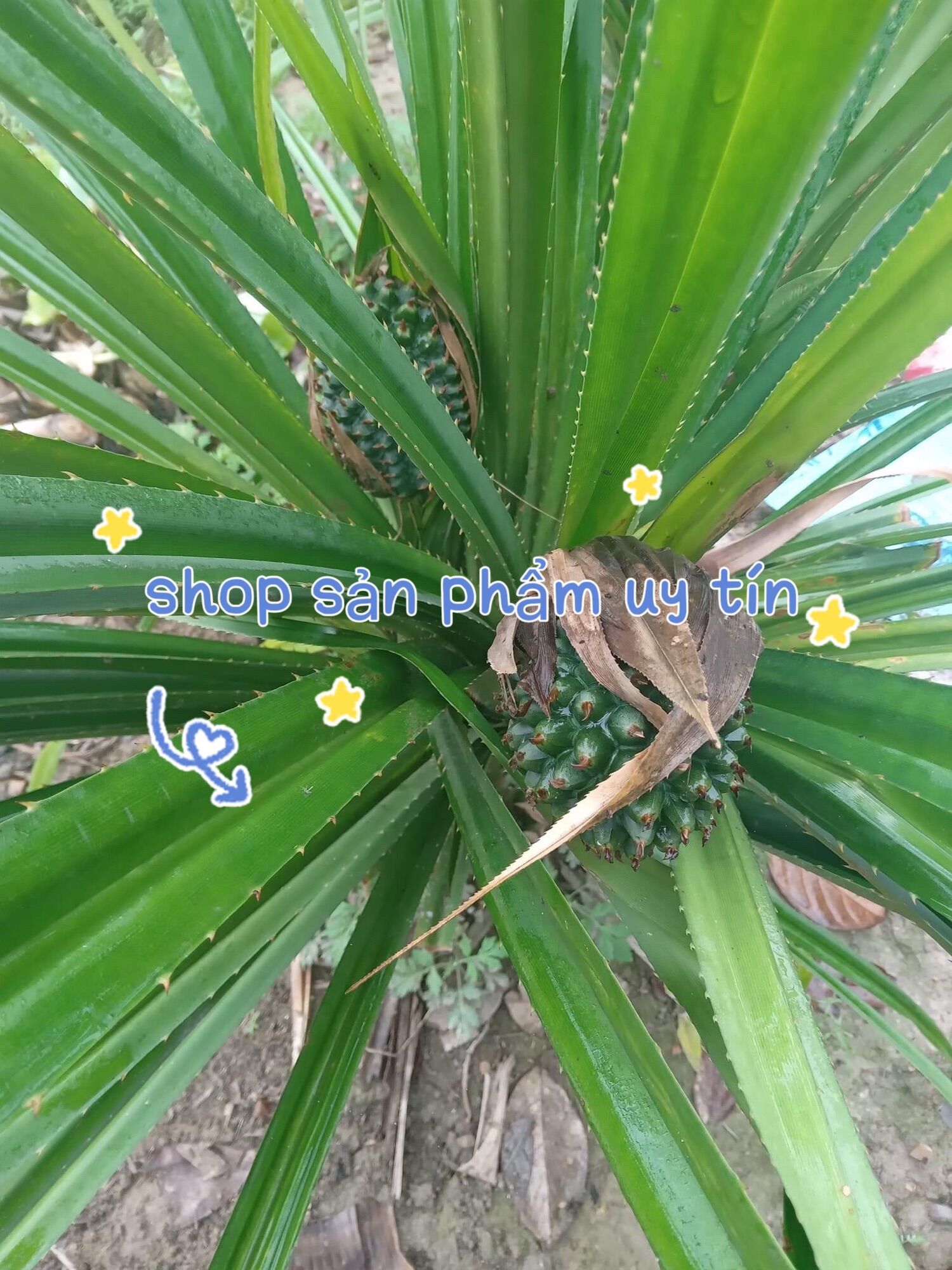 Cây dứa dại đa công dụng (cây giống có rễ)