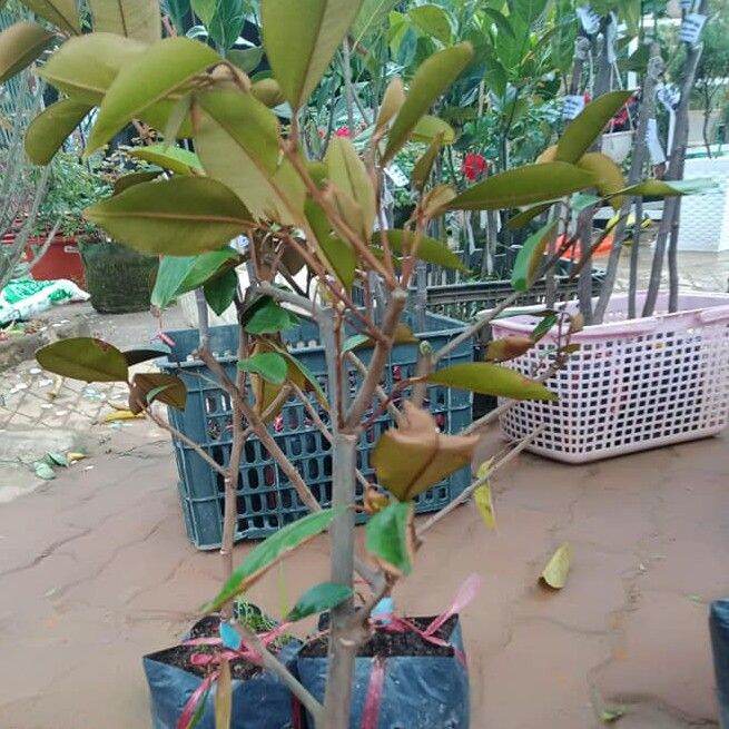 CÂY GIỐNG VÚ SỮA BƠ HỒNG SIÊU SỚM