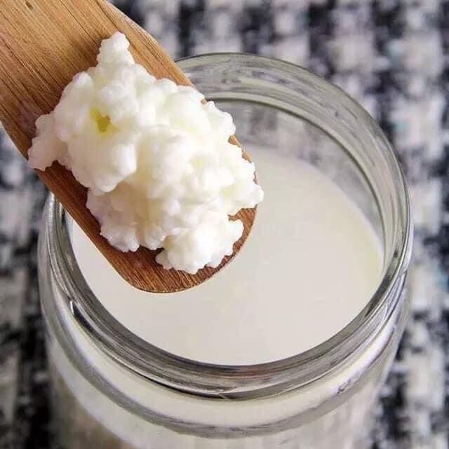 Nấm sữa kefir làm sữa chua chất lượng