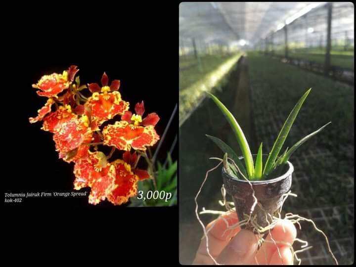 Hoa lan vũ nữ bút chì giống đủ màu