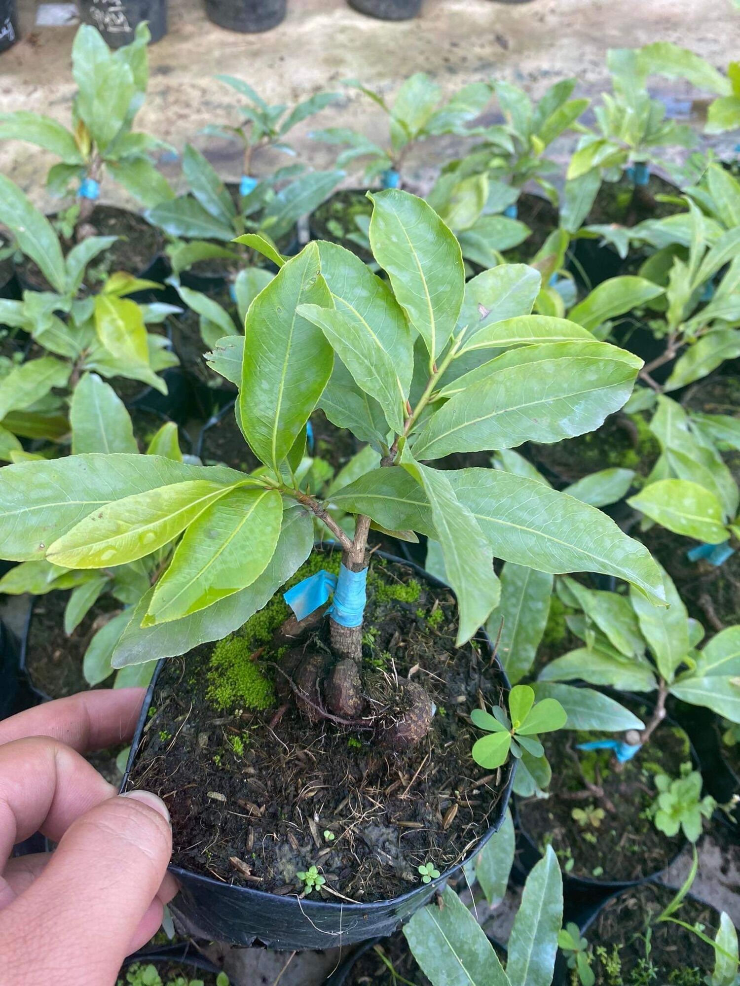 Mai giống Siêu Bông Sài Gòn