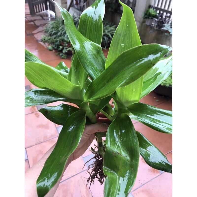 Cây lược vàng rễ trần
