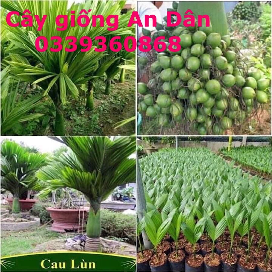 Cau Lùn Tứ Quý, cây giống cau lùn ra quả quanh năm, ảnh Thật