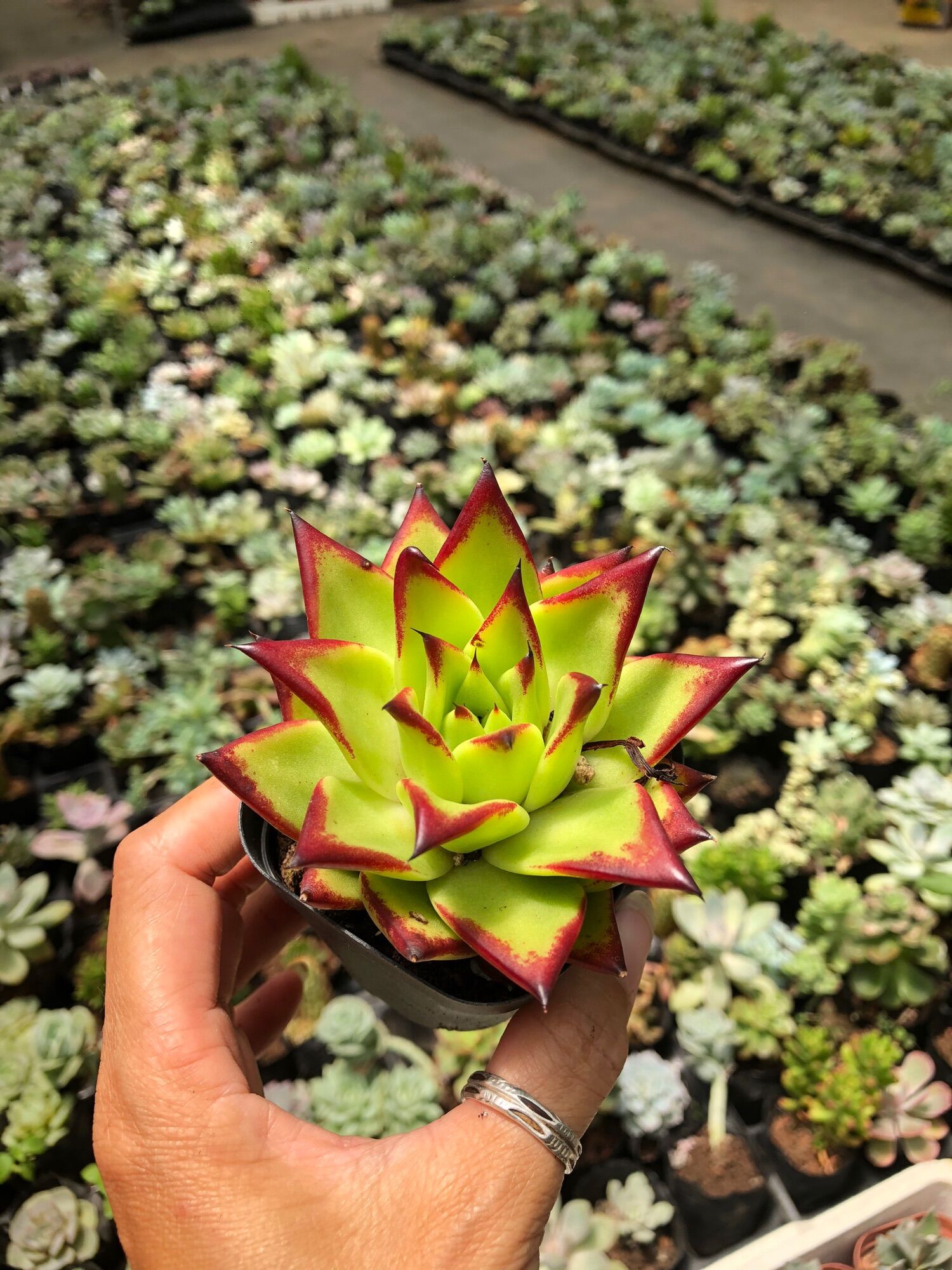 Sen đá Đế Vương Viền lửa