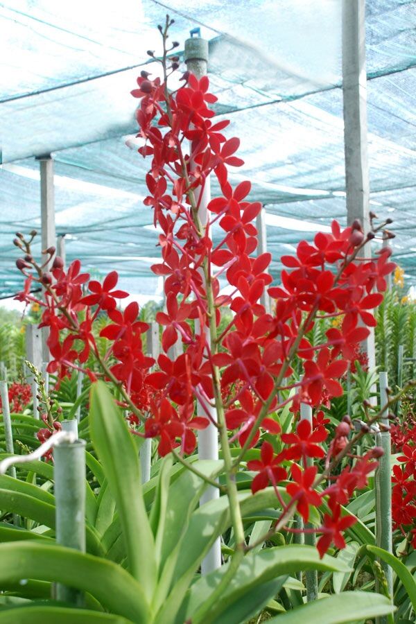 Hoa Lan hoàng tử đỏ(cây giống)