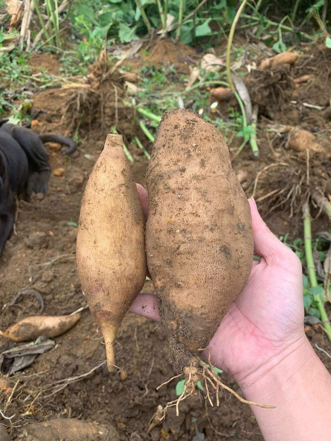 Khoai SÂM ĐẤT mới nhổ -2Kg