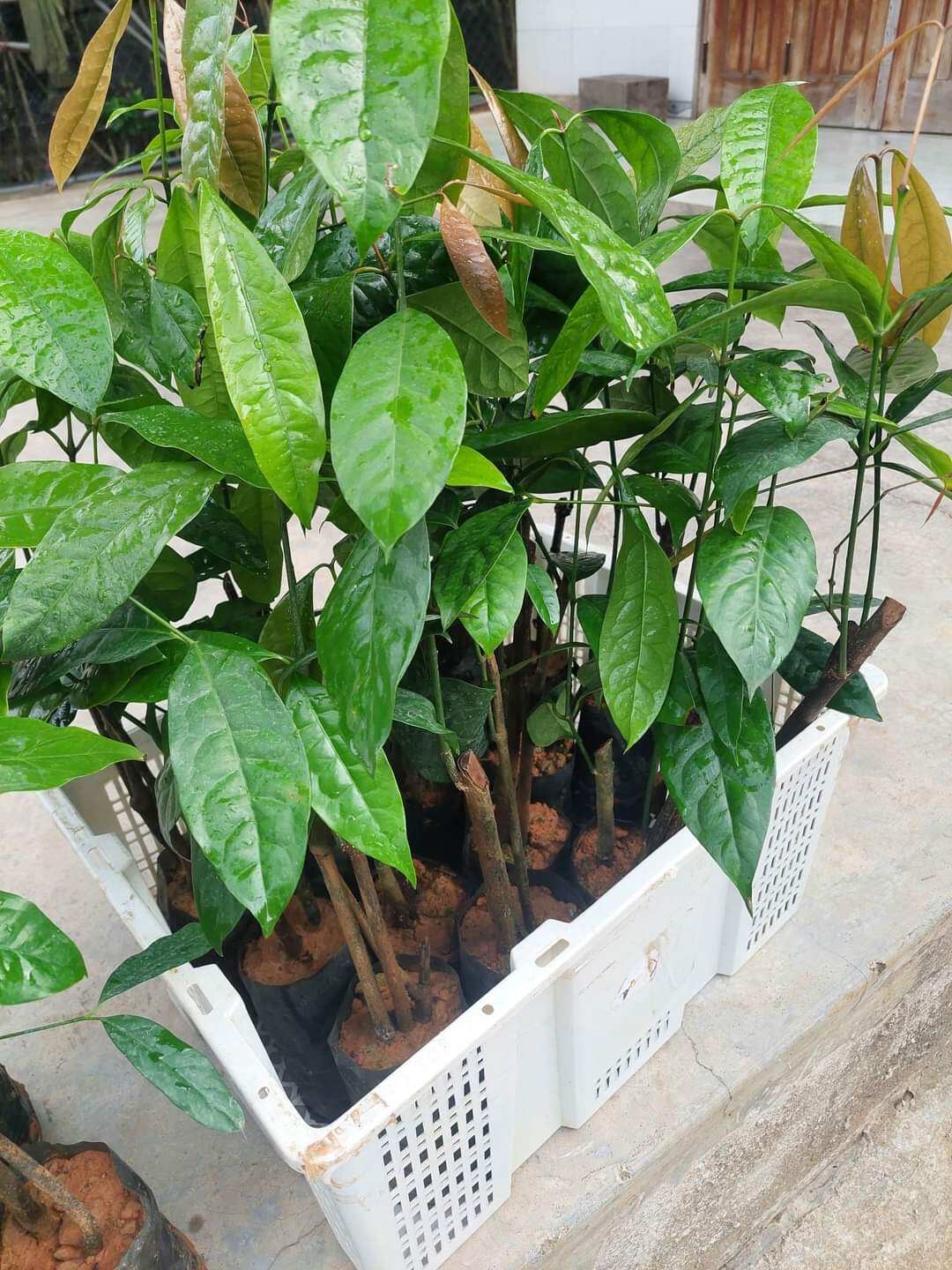 BẦU CÂY GIỐNG RAU BÉP RỪNG K'LONG
