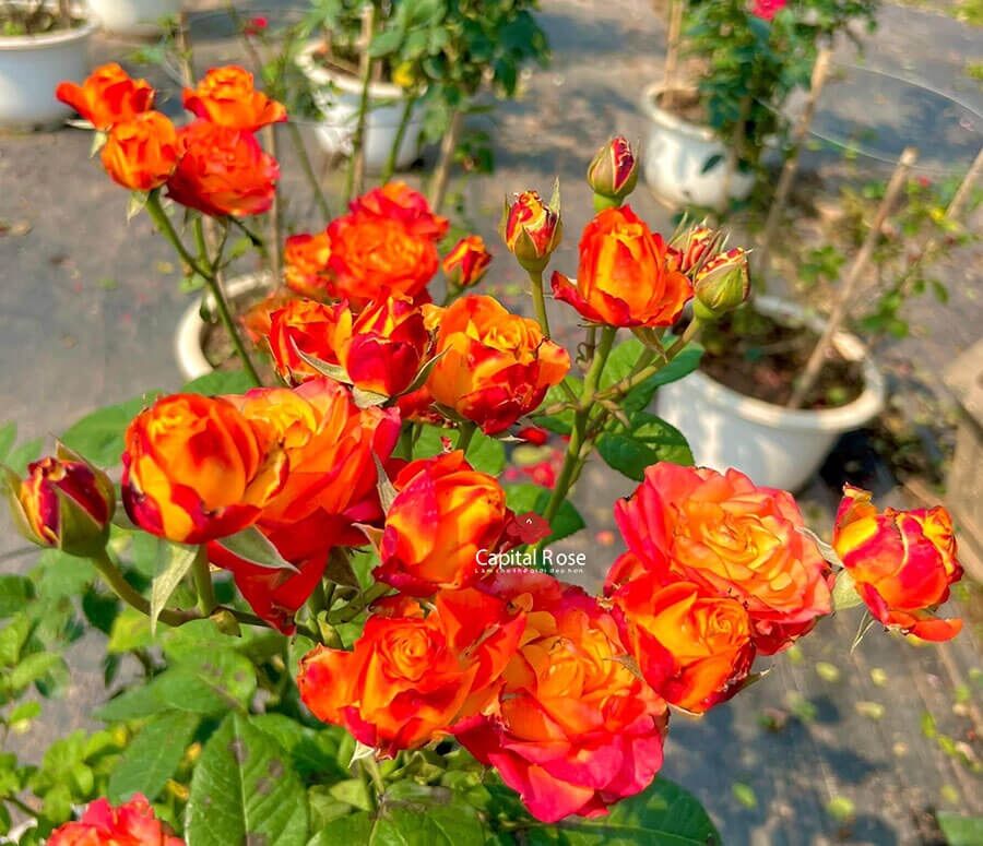 Hoa hồng Rossie Rose – Màu cam lửa siêu chùm bền đẹp