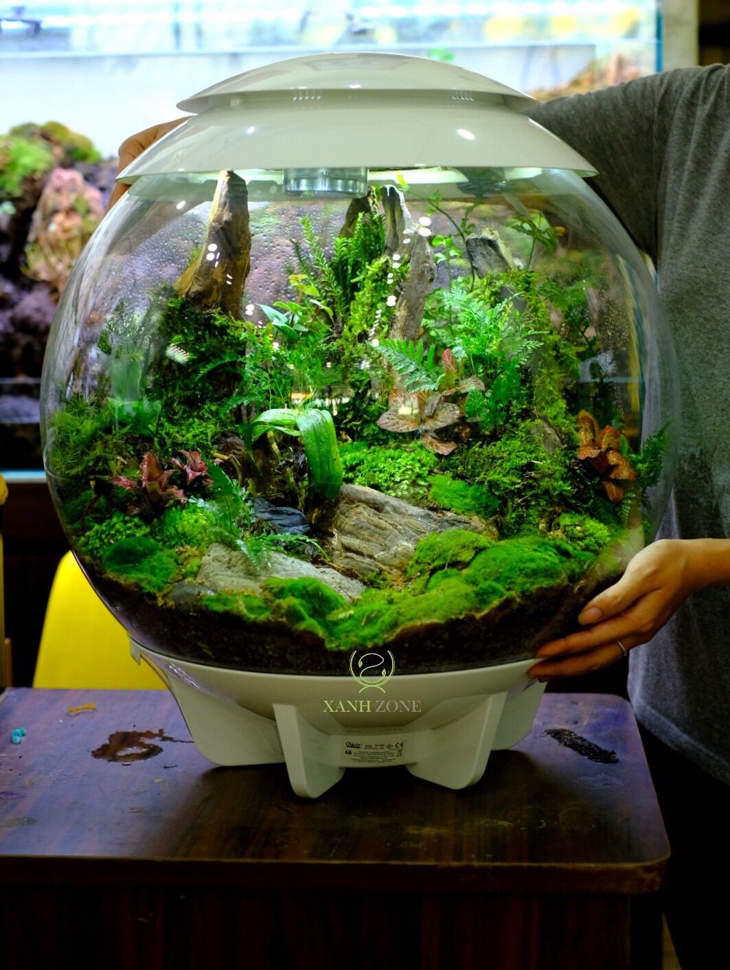 Lũa mini setup hồ bán cạn, terrarium, thủy sinh