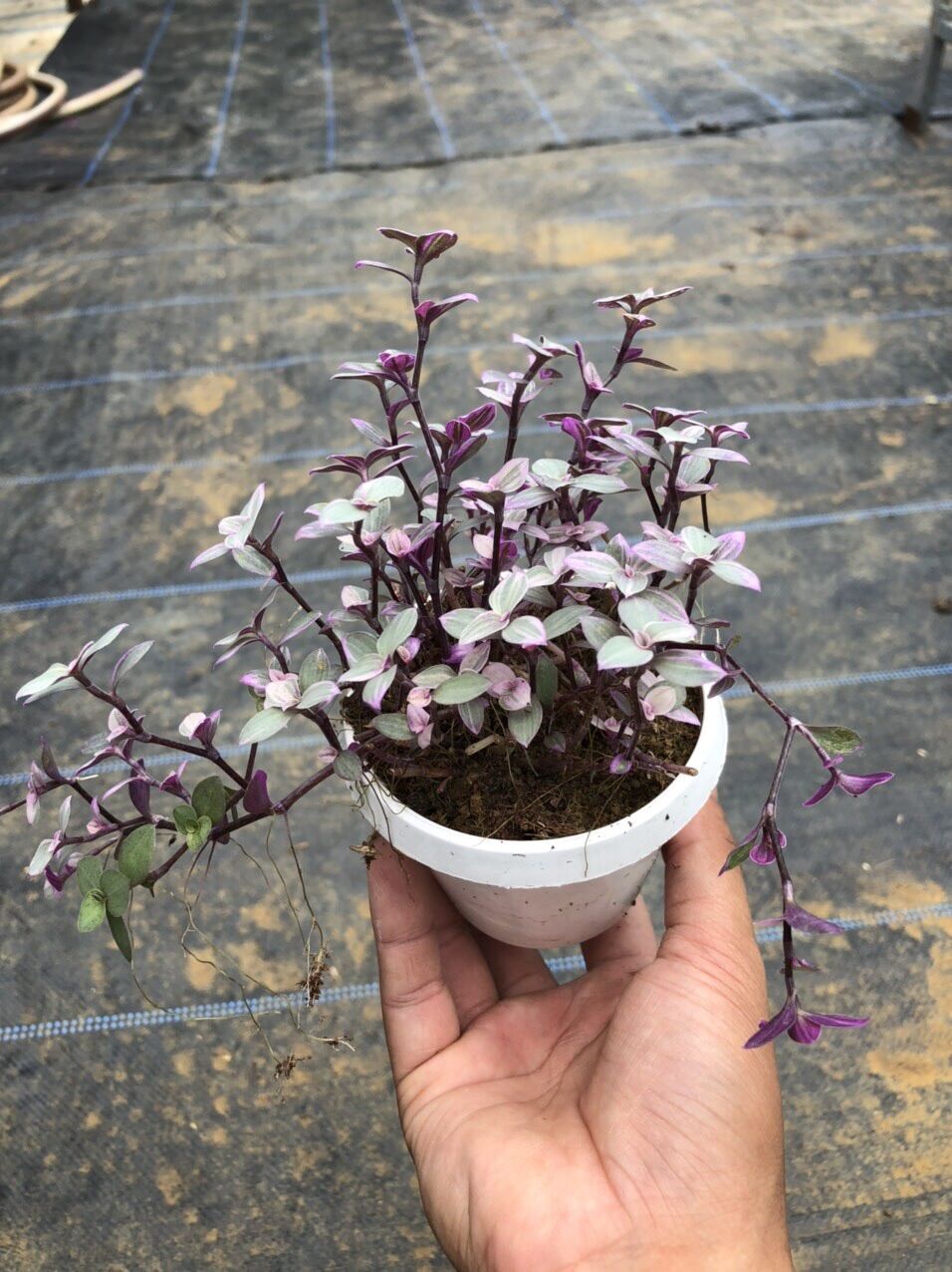 Quý cô hồng chậu treo nini